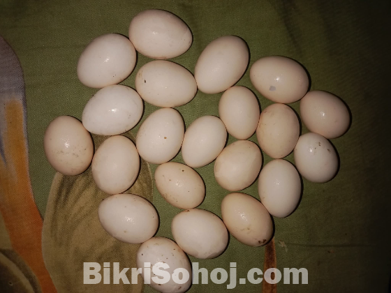 দেশি মুরগির বিজ ডিম